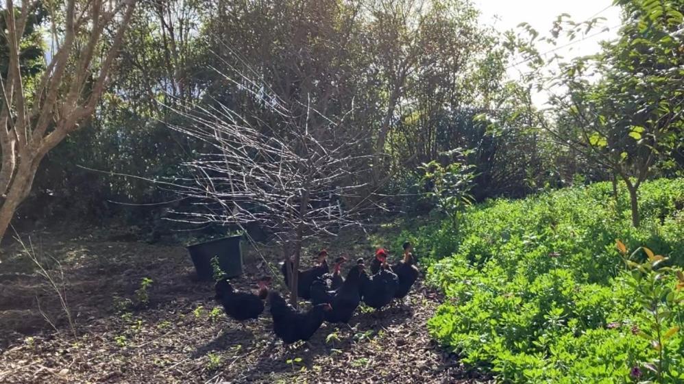 Vistalinda Farmhouse Faja dos Vimes 외부 사진